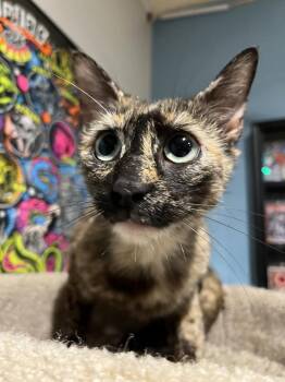 Purrcilla -  Domestic Short Hair Cat for Adoption in Emerald Isle, North Carolina - Purrcilla | PetCurious