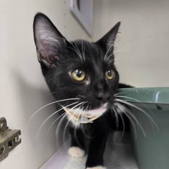 Stacy -  Domestic Short Hair Cat for Adoption in Duncan, Oklahoma - Stacy | PetCurious