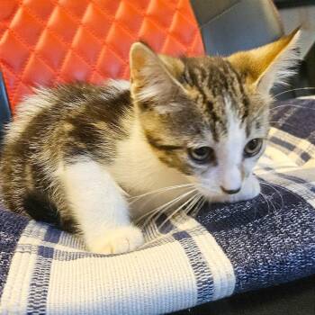 Hocus -  Domestic Short Hair Cat for Adoption in Clarksville, Arkansas - Hocus | PetCurious