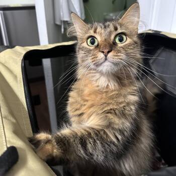 Nami (Sprinkle) -  Domestic Long Hair Cat for Adoption in Mount Laurel Township, New Jersey - Nami (Sprinkle) | PetCurious