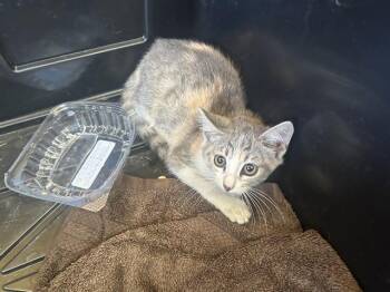 DESIRAE -  Domestic Short Hair Cat for Adoption in Ontario, California - DESIRAE | PetCurious