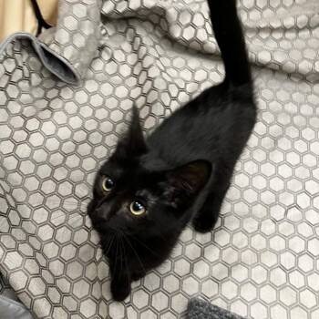 Captain Hook -  Domestic Short Hair Cat for Adoption - Captain Hook | PetCurious