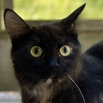 Charisma -  Domestic Medium Hair Cat for Adoption in Victor, New York - Charisma | PetCurious