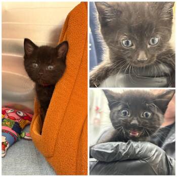 Shake -  Domestic Short Hair Cat for Adoption in Philadelphia, Pennsylvania - Shake | PetCurious