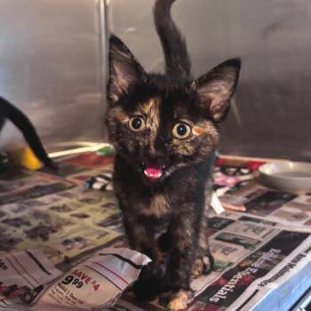 Pecan Crunch -  Domestic Short Hair Cat for Adoption in Belleville, Illinois - Pecan Crunch | PetCurious