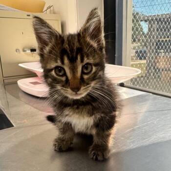 Dune -  Domestic Medium Hair Cat for Adoption in Columbiana, Alabama - Dune | PetCurious