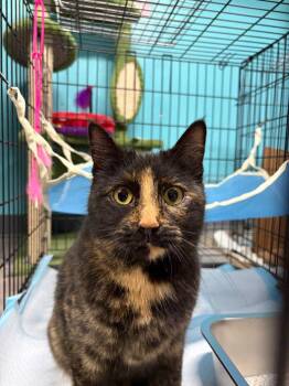 August (pka Tori) -  Domestic Short Hair Cat for Adoption in Battle Ground, Washington - August (pka Tori) | PetCurious