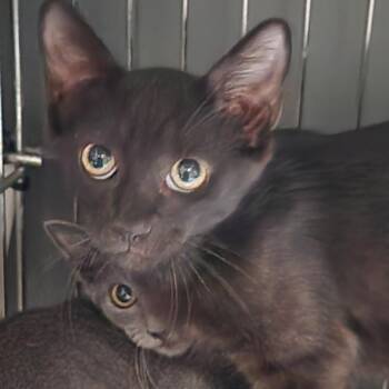 Jag K46270 -  Domestic Short Hair Cat for Adoption in Corsicana, Texas - Jag K46270 | PetCurious