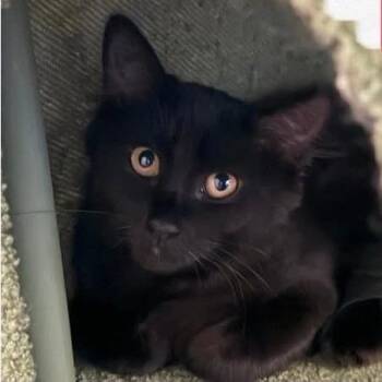 Cholula -  Domestic Medium Hair Cat for Adoption in Orangevale, California - Cholula | PetCurious