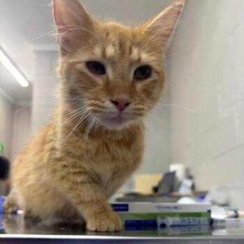 Ice Cube -  Domestic Short Hair Cat for Adoption in Clanton, Alabama - Ice Cube | PetCurious