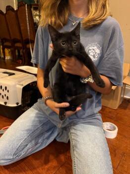 Ren (White Band) -  Domestic Short Hair Cat for Adoption in Augusta, Georgia - Ren (White Band) | PetCurious