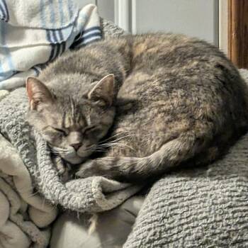 CIERRA -  Domestic Short Hair Cat Available for Adoption in Delhi, Ontario - CIERRA | PetCurious