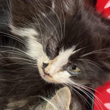 Domestic Short Hair Cats Available for Adoption - Ariel | PetCurious