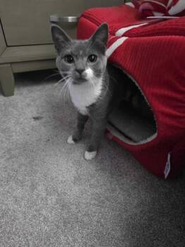 Gracie -  Domestic Short Hair Cat for Adoption in Milltown, New Jersey - Gracie | PetCurious