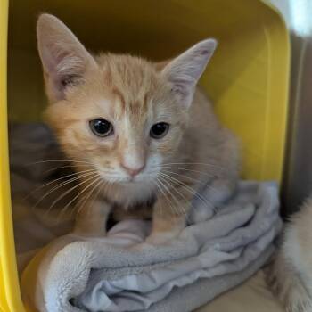 Diving Board -  Domestic Short Hair Cat for Adoption in Manhattan, Kansas - Diving Board | PetCurious