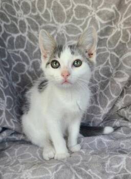 7137 (Butter) -  Domestic Short Hair Cat for Adoption in Lake City, Michigan - 7137 (Butter) | PetCurious