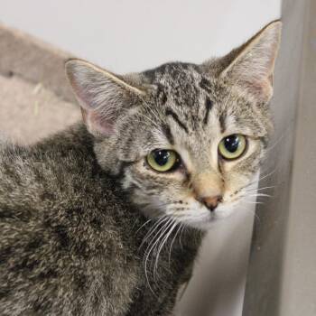 Domestic Short Hair Cats Available for Adoption in Cleveland, Mississippi - Dena | PetCurious