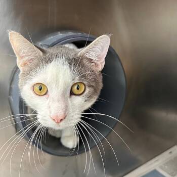Franklin -  Domestic Short Hair Cat for Adoption in Chicago, Illinois - Franklin | PetCurious