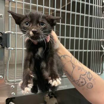 Concrete -  Domestic Short Hair Cat for Adoption in Saint Joseph, Missouri - Concrete | PetCurious