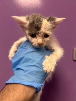 61553422 -  Domestic Short Hair Cat for Adoption in El Paso, Texas - 61553422 | PetCurious