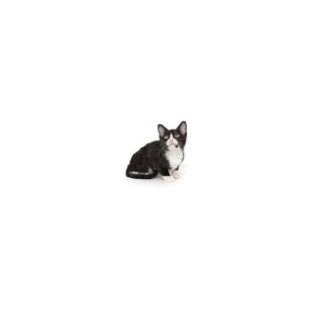 Trinity -  Domestic Short Hair Cat for Adoption in Los Angeles, California - Trinity | PetCurious