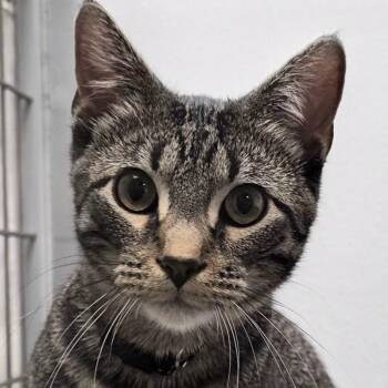 Pringle -  Domestic Short Hair Cat for Adoption in Yankton, South Dakota - Pringle | PetCurious