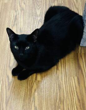 Rescue Domestic Short Hair Cats for Adoption in Plymouth, Connecticut - Phineas | PetCurious