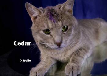 Cedar -  Tabby Cat Available for Adoption in York, Nebraska - Cedar | PetCurious
