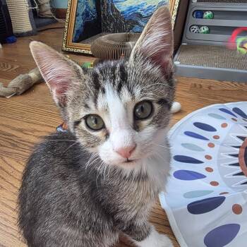 Dewey -  Domestic Short Hair Cat for Adoption in Chicago, Illinois - Dewey | PetCurious