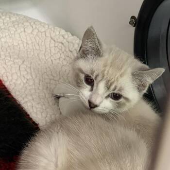 Bubble Buddy -  Siamese Cat for Adoption in Peconic, New York - Bubble Buddy | PetCurious