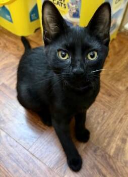 Fiona -  Domestic Short Hair Cat for Adoption in Arlington, Washington - Fiona | PetCurious