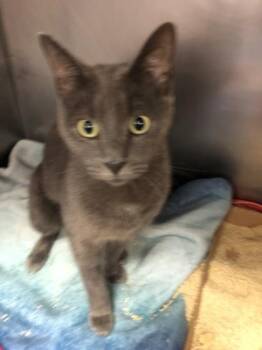 Gibby -  Domestic Short Hair Cat for Adoption in Morristown, New Jersey - Gibby | PetCurious