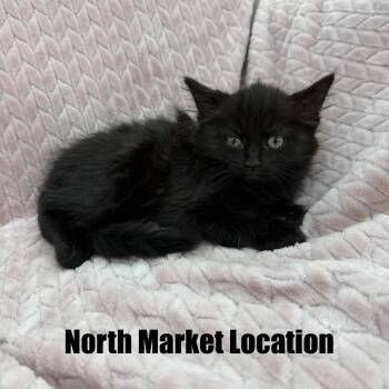 Domestic Medium Hair Cats Available for Adoption in Raleigh, North Carolina - Baile Funk | PetCurious