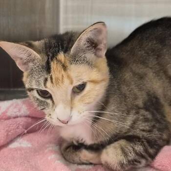Alli -  Domestic Short Hair Cat for Adoption in Bentonville, Arkansas - Alli | PetCurious