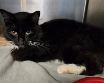 Ural -  Domestic Short Hair Cat for Adoption in Gainesville, Florida - Ural | PetCurious
