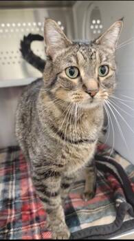 Domestic Short Hair Cats Available for Adoption in St. Peters, Missouri - ALI | PetCurious