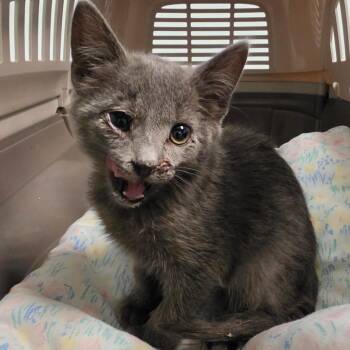 Lucky -  Domestic Short Hair Cat for Adoption in Leander, Texas - Lucky | PetCurious