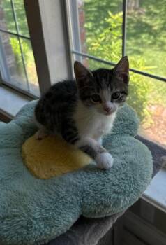 Sandy -  Domestic Short Hair Cat for Adoption in Bossier City, Louisiana - Sandy | PetCurious