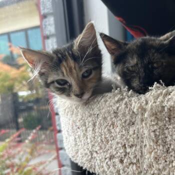 Snickerdoodle II 26-070 -  Domestic Medium Hair Cat for Adoption in Little Rock, Arkansas - Snickerdoodle II 26-070 | PetCurious