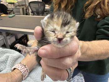 MAEVE -  Domestic Short Hair Cat for Adoption in Thousand Palms, California - MAEVE | PetCurious