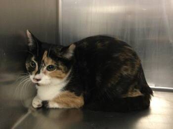 Domestic Short Hair Cats Available for Adoption - PIGLET | PetCurious