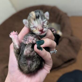 Rescue Domestic Short Hair Cats for Adoption in Milford, Iowa - Peony | PetCurious