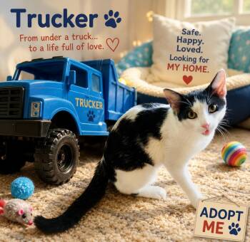 Trucker 3560 -  Domestic Short Hair Cat for Adoption in Dallas, Texas - Trucker 3560 | PetCurious