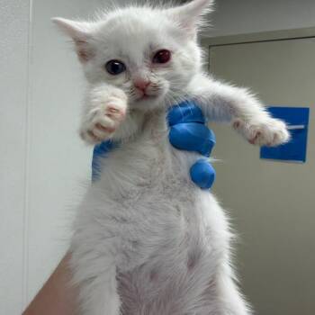 Mochi -  Domestic Short Hair Cat for Adoption in Harrisonburg, Virginia - Mochi | PetCurious