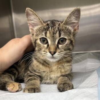 Karrie -  Domestic Short Hair Cat for Adoption in Corbin, Kentucky - Karrie | PetCurious