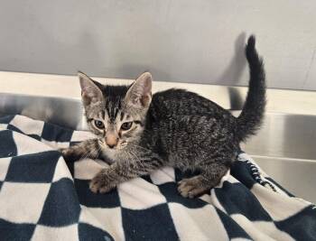 Lionel -  Domestic Short Hair Cat for Adoption in Dickson, Tennessee - Lionel | PetCurious