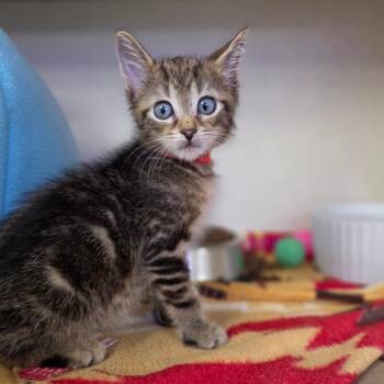 Ned Legman -  Domestic Short Hair Cat for Adoption in New York, New York - Ned Legman | PetCurious
