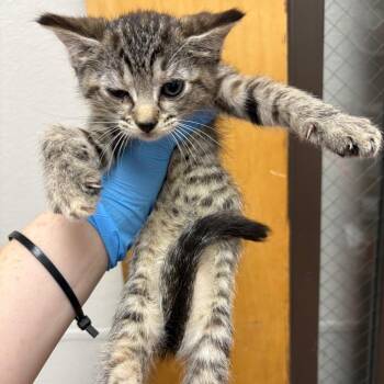 Cynthea Coleslaw -  Domestic Short Hair Cat for Adoption in Columbiana, Alabama - Cynthea Coleslaw | PetCurious