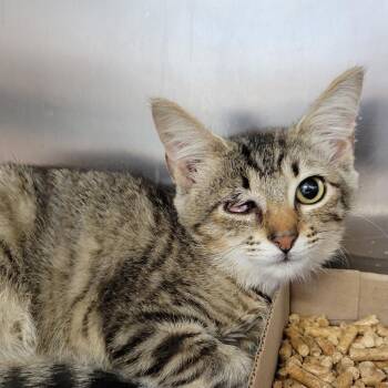 Lilybug -  Domestic Short Hair Cat for Adoption in Chattanooga, Tennessee - Lilybug | PetCurious