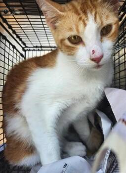 CANELO -  Domestic Short Hair Cat for Adoption in San Antonio, Texas - CANELO | PetCurious